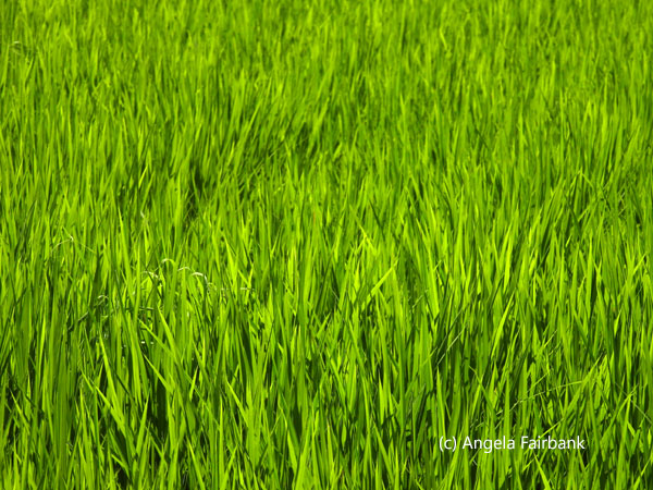 rice field close up