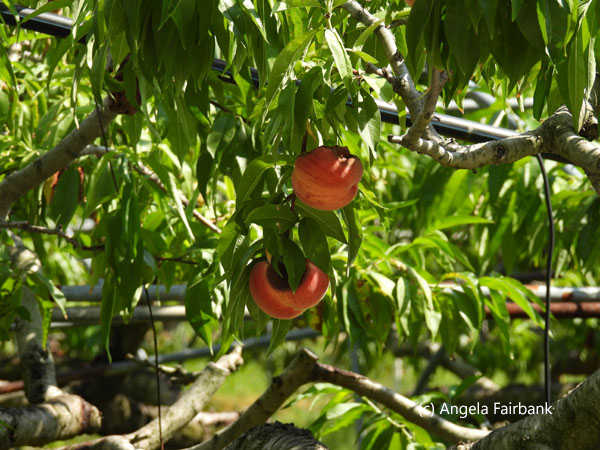peaches growing on tree