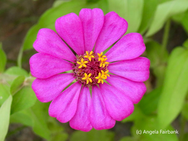 purple pink flower