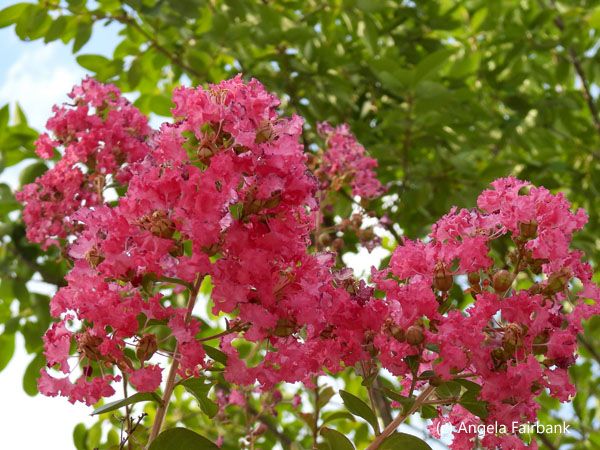 deep pink flowers