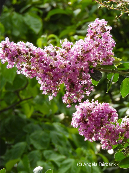 pale pink flowers