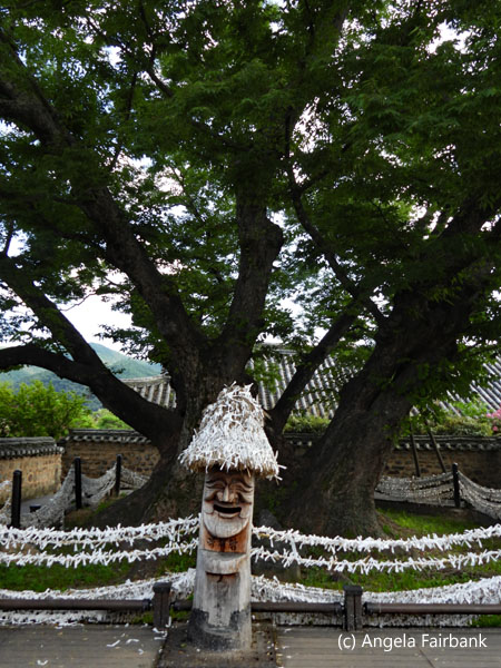 600-year-old zelkova tree