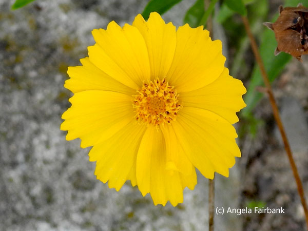 yellow flower