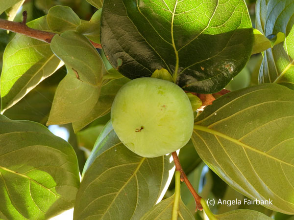 unripe persimmon
