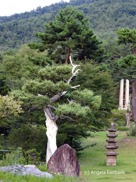 dead and alive tree