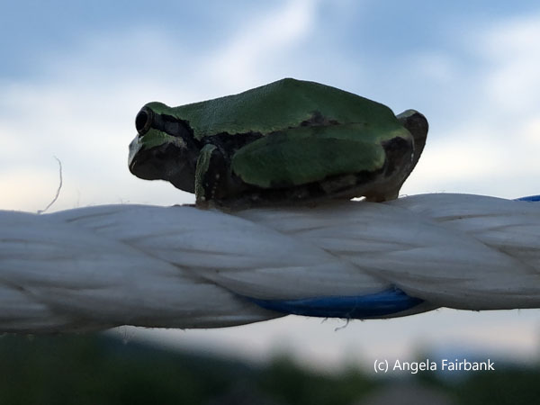 tiny frog on washing line