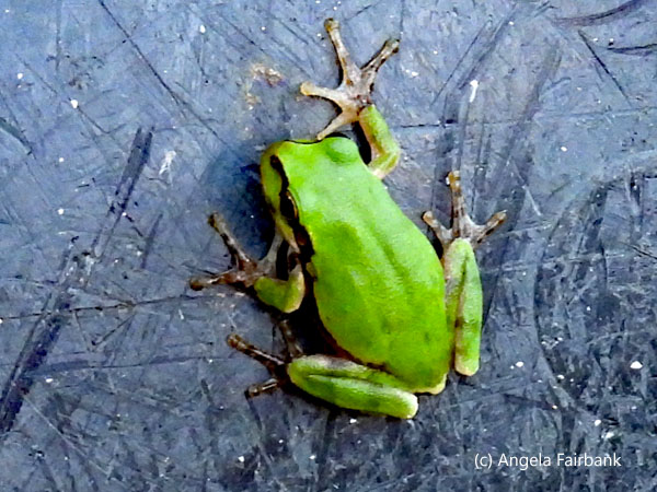 smae frog on garbage pale