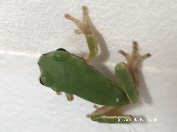 another frog on wall of room