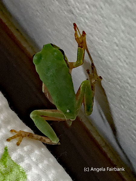 same frog between mattress and wall