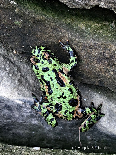 spotted frog in yard 1
