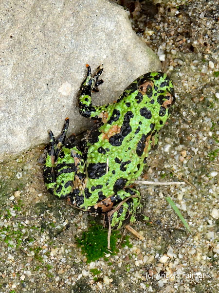 spotted frog in yard 2