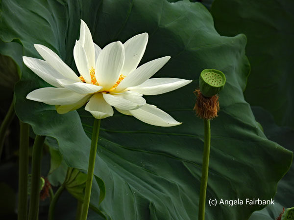 white lotus flower