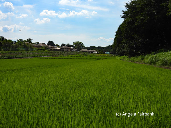 rice field