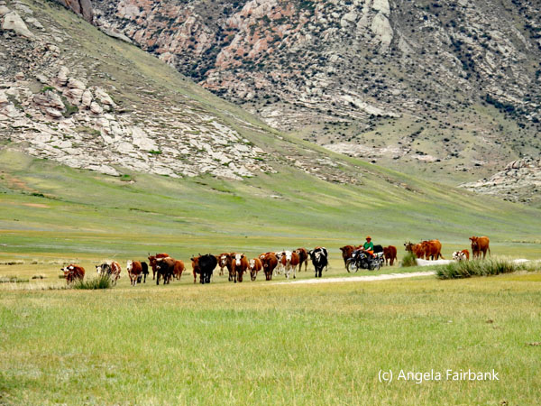 cow herd