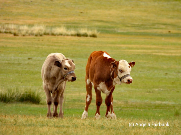 two heifers