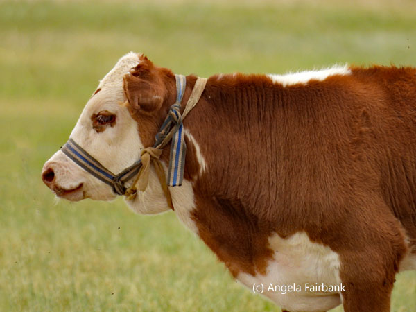 young cow