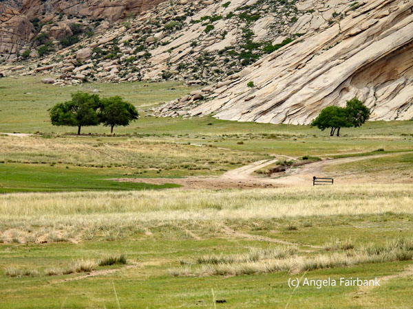 valley view with trees