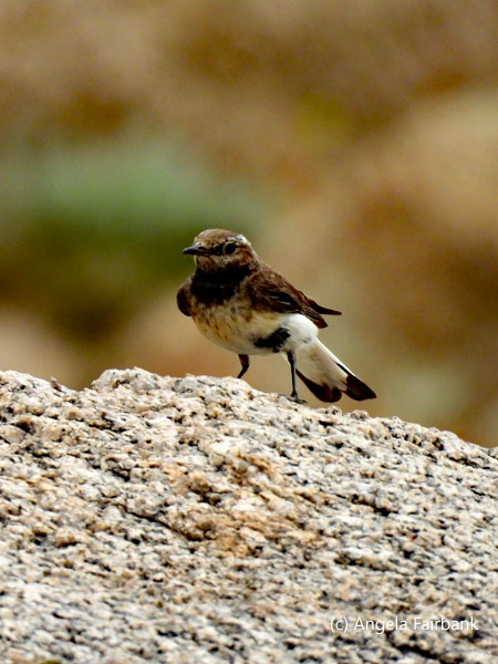 unidentified bird