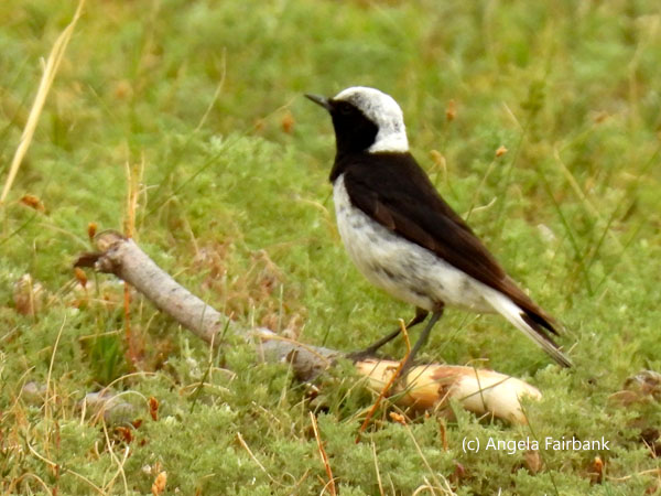 pied wheatear
