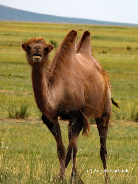 Bactrian camel
