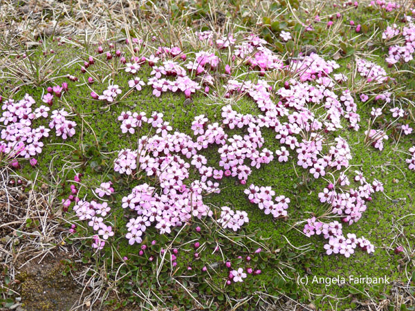 purple saxifrage