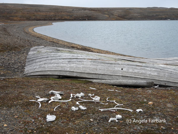 whaling boat and bones