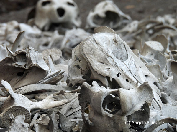 pile of whale bones