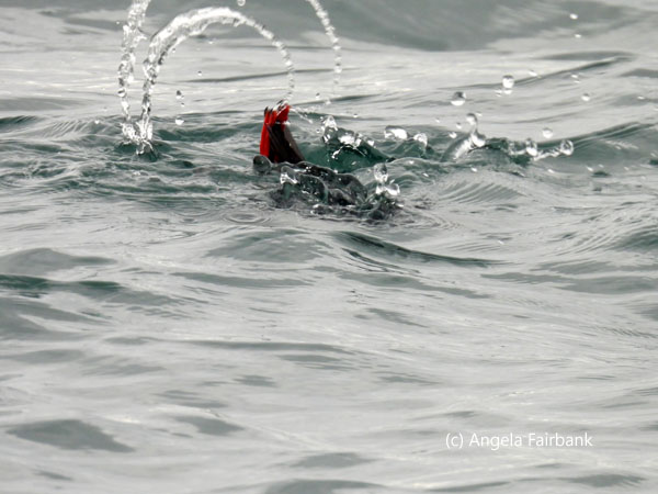 black guillemot diving