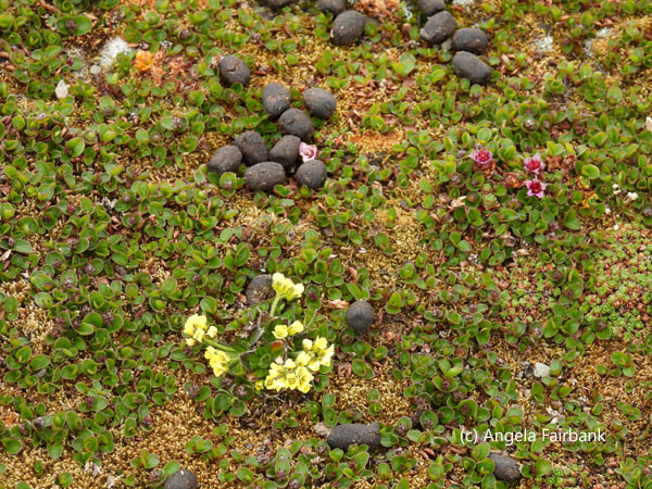 yellow saxifrage with reindeer droppings