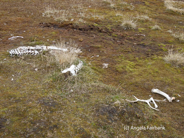polar bear bones