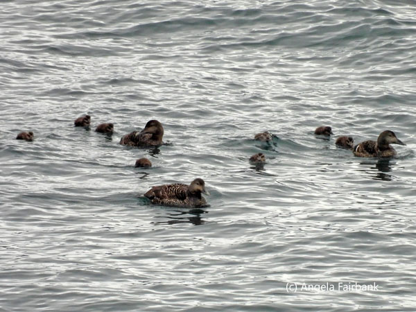 eider females and ducklings