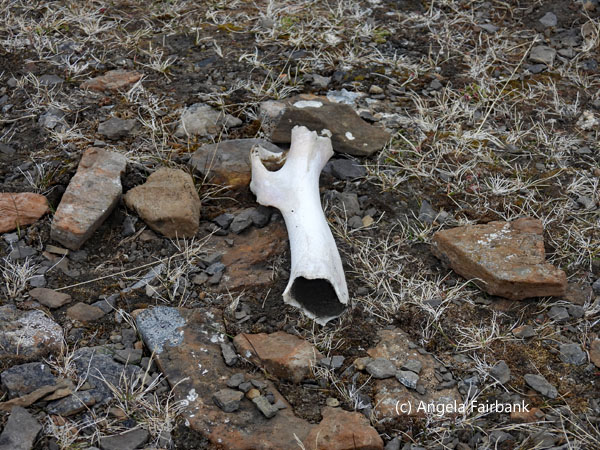 bone
