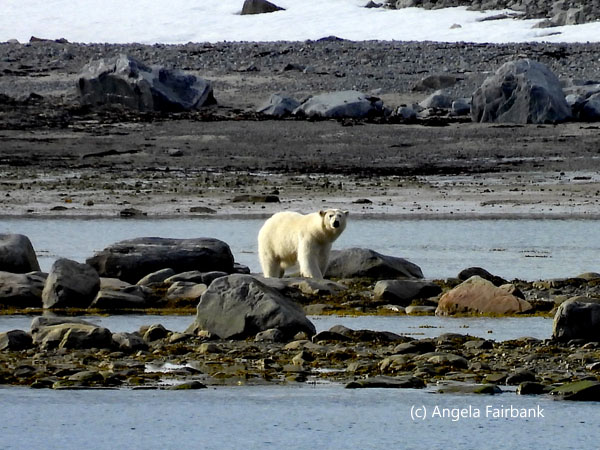 polar bear 1-1