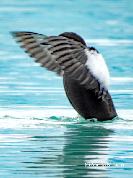 black guillemot flapping wings
