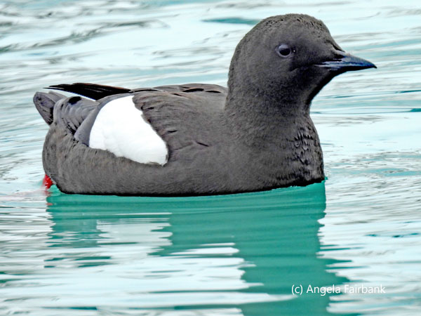 black guillemot swimming