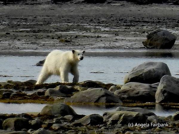 polar bear 1-2