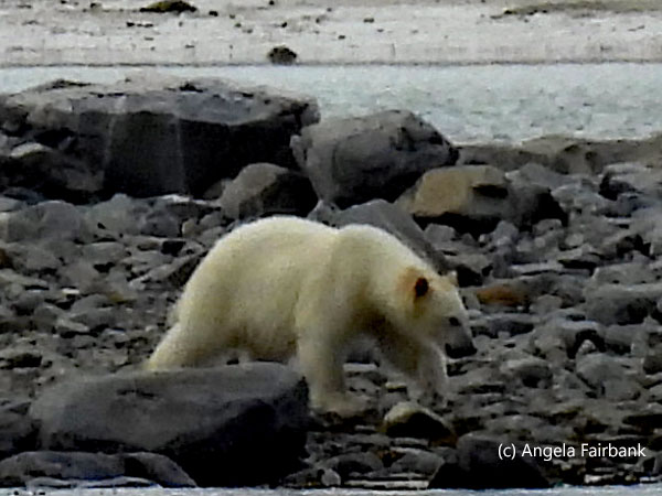 polar bear 1-3