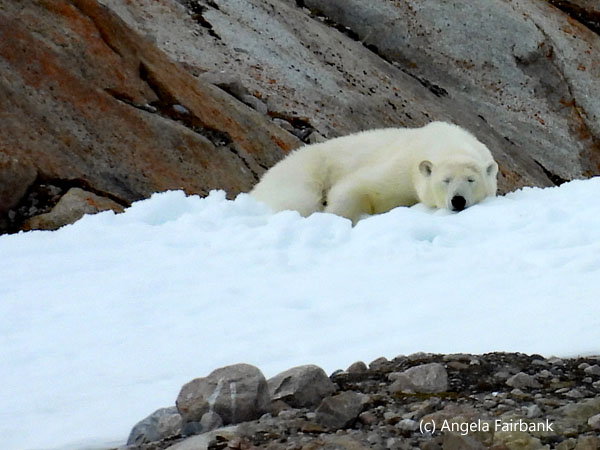 polar bear 2-1