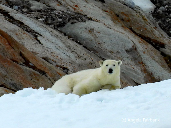 polar bear 2-2