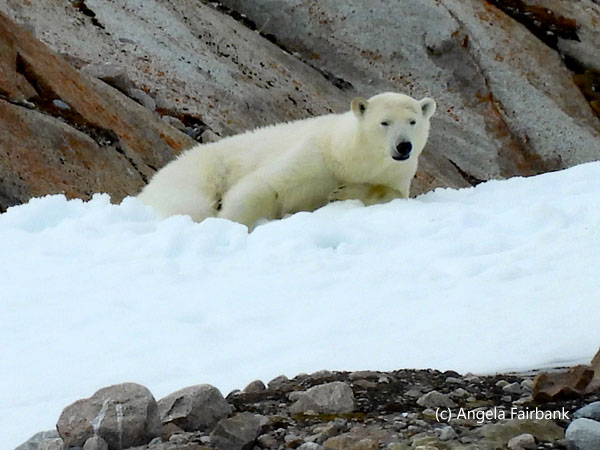 polar bear 2-3