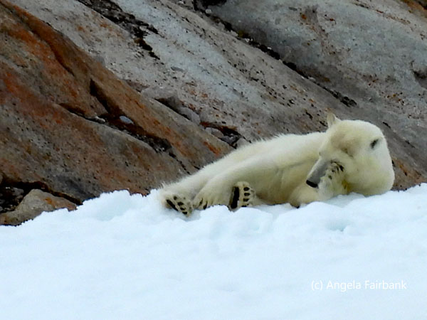 polar bear 2-4