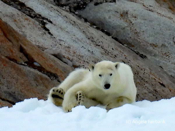 polar bear 2-5