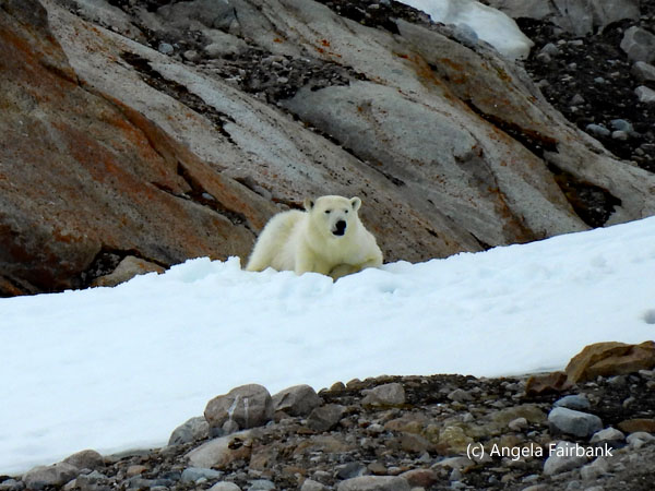 polar bear 2-6