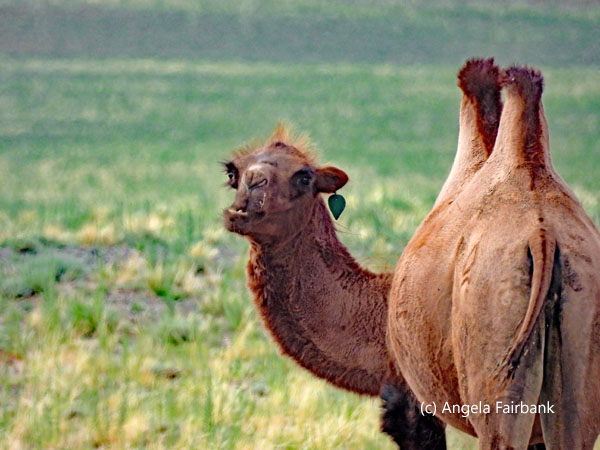 camels with green ear tags 2
