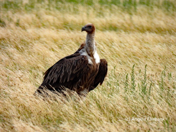 Himalayan griffon vulture