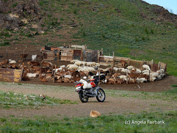 Motorcycle and coralled sheep and goats