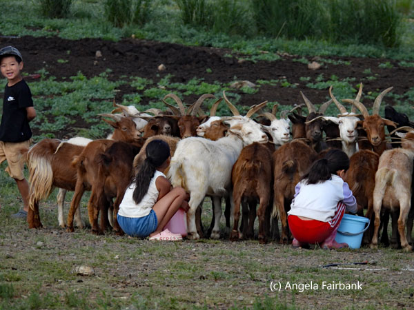 goat milking 2