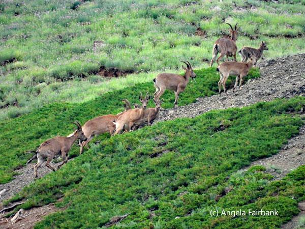 ibex 1