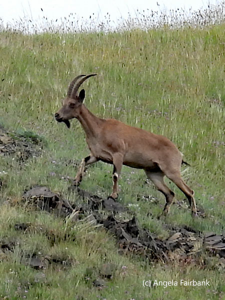 ibex 3