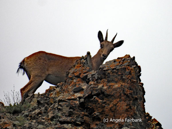 ibex 4